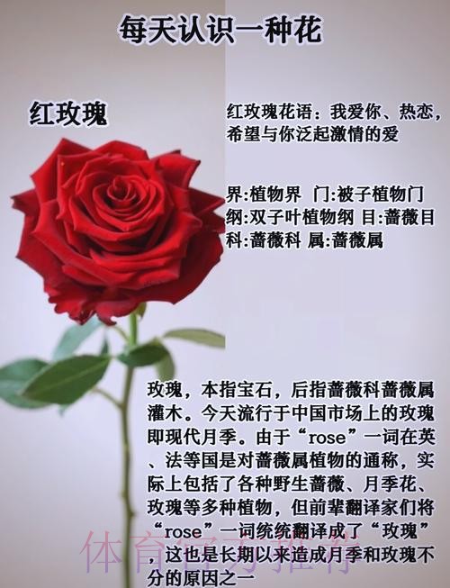 永远的经典 铿锵玫瑰至今震人心魄