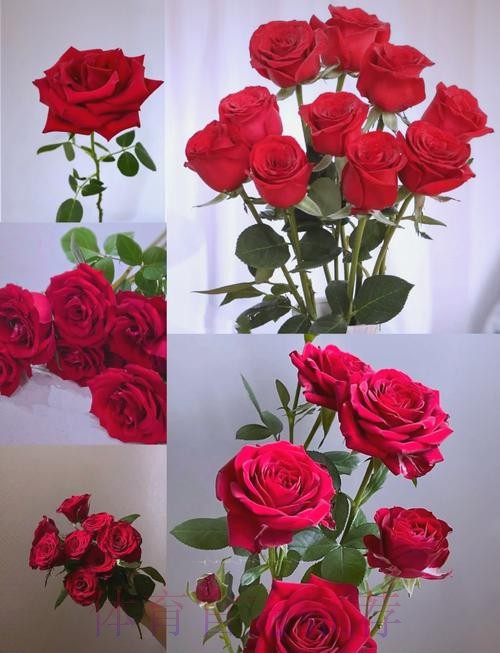 永远的经典 铿锵玫瑰至今震人心魄